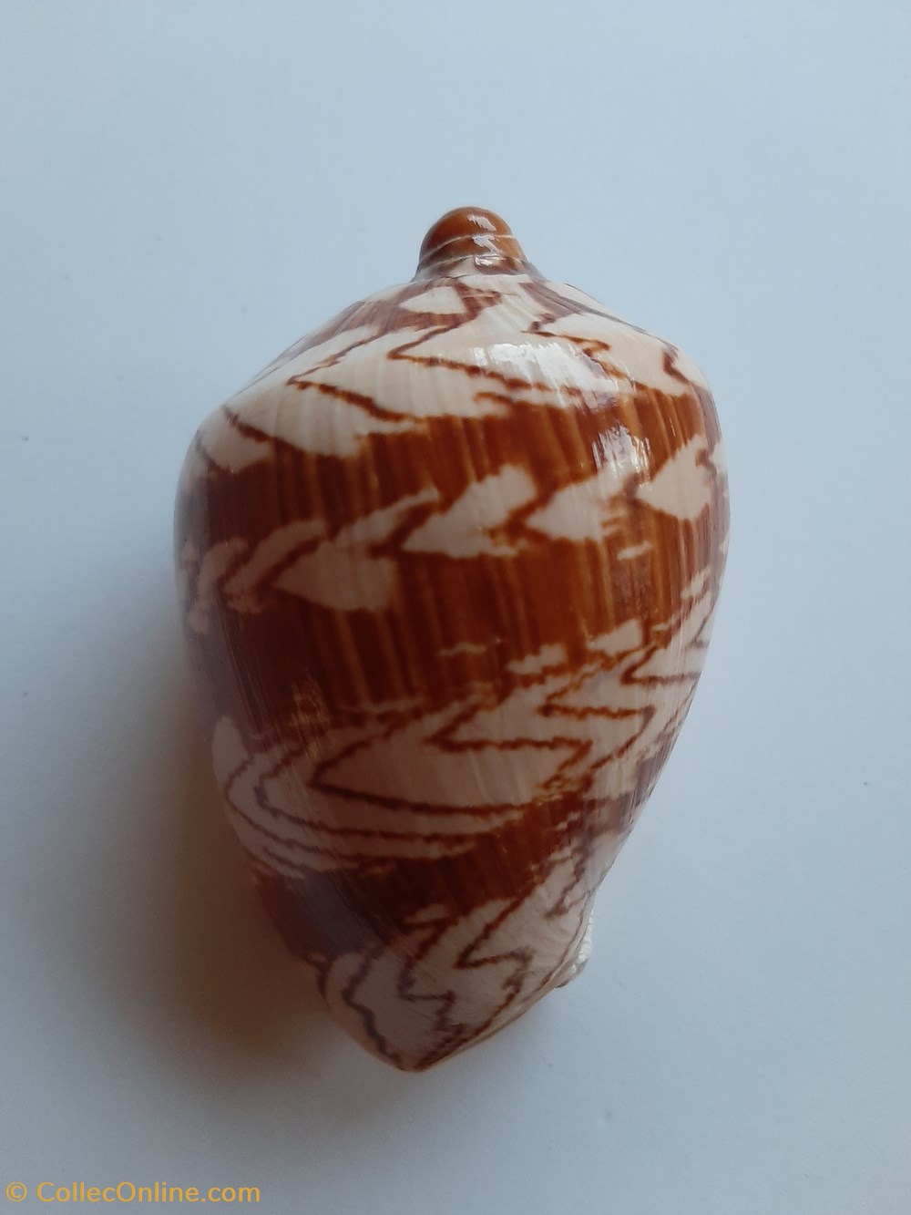 Cymbiola Nobilis Fasciata conchas fosiles gastropoda cymbiola nobilis fasciata