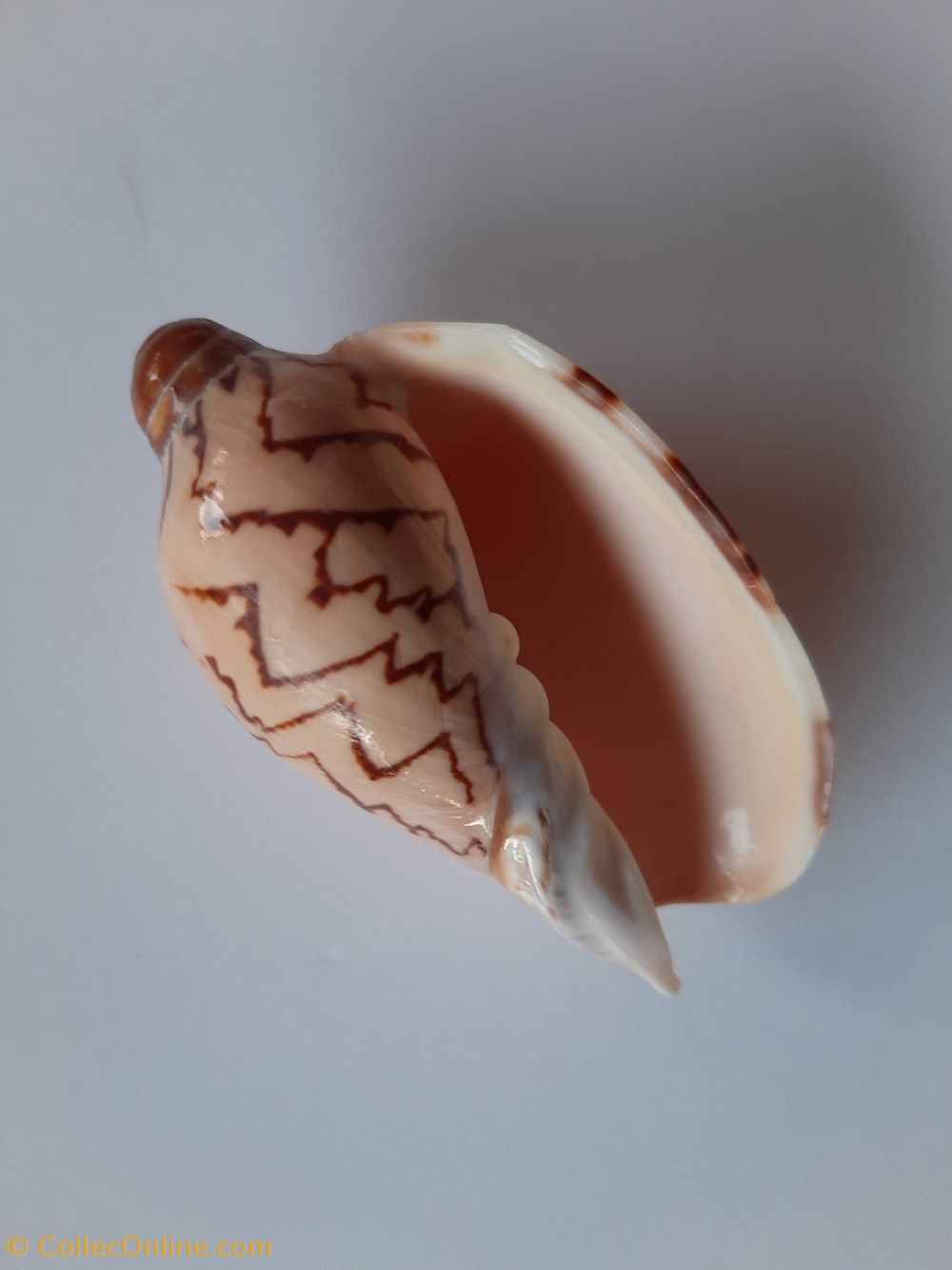 Cymbiola Nobilis conchas fosiles gastropoda cymbiola nobilis