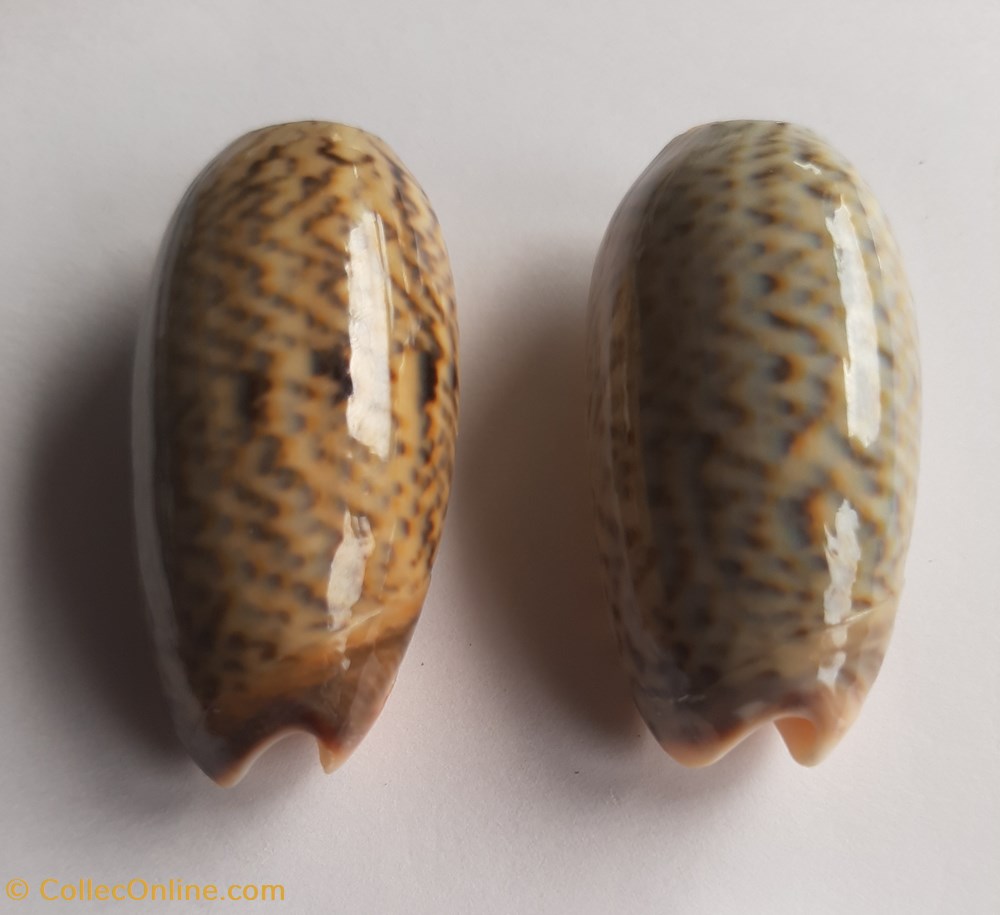 conchas y fosiles gastropoda oliva elegans