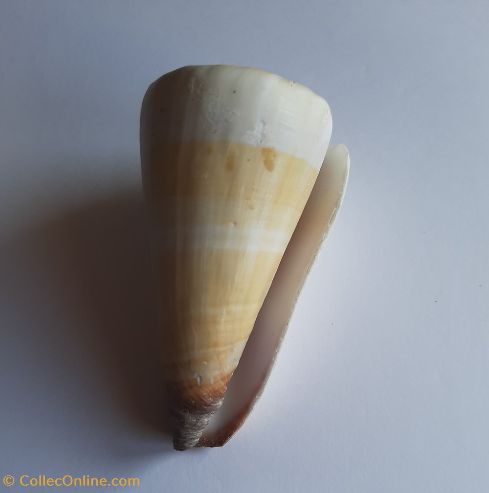 Conus distans conchas y fosiles gastropoda conus distans