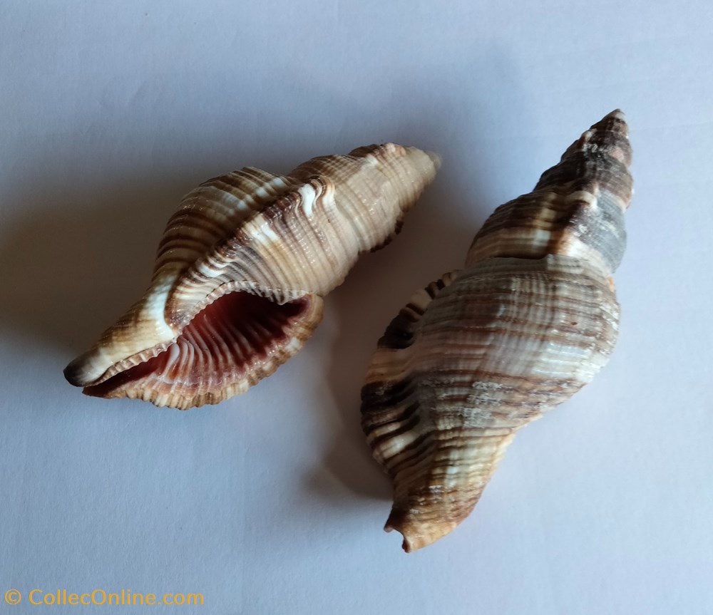 Monoplex pilearus2 conchas y fosiles gastropoda monoplex pilearus2