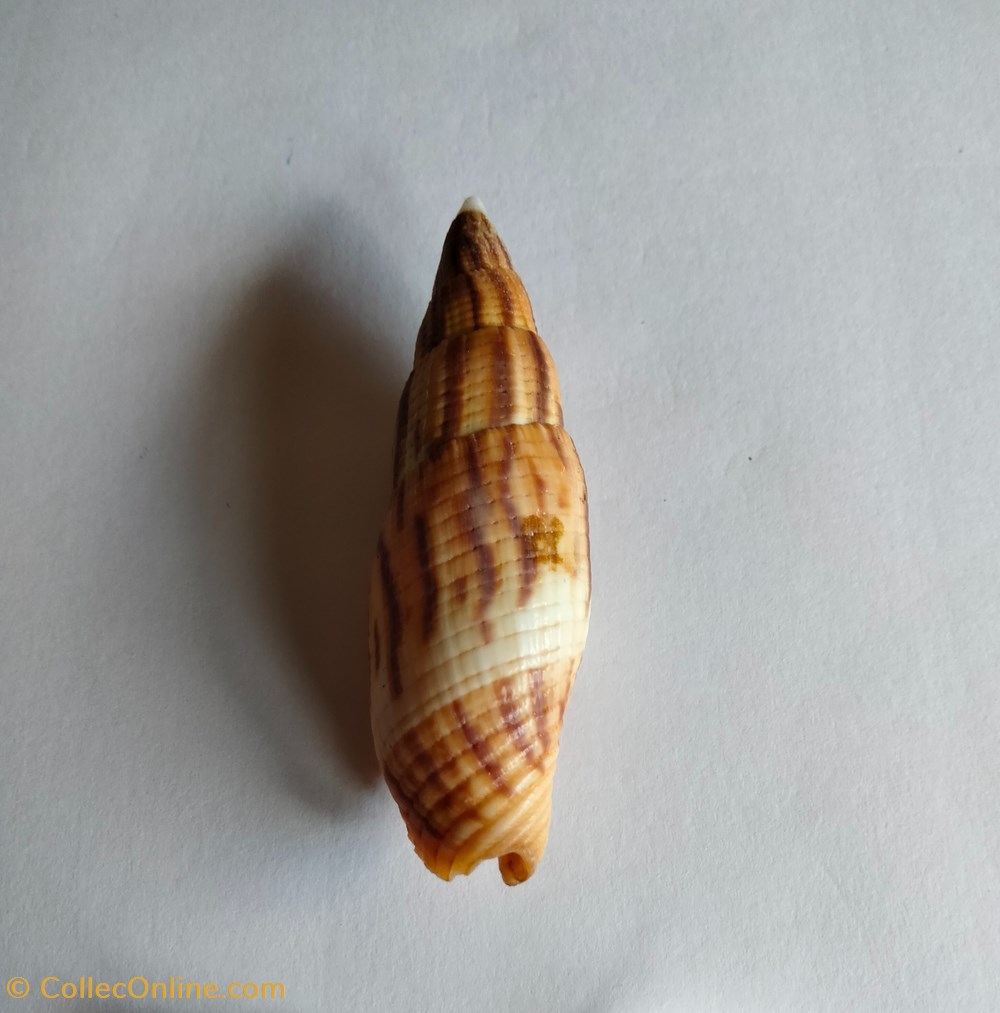 Mitra incompta o nebularia incompta conchas y fosiles gastropoda mitra incompta o nebularia incompta