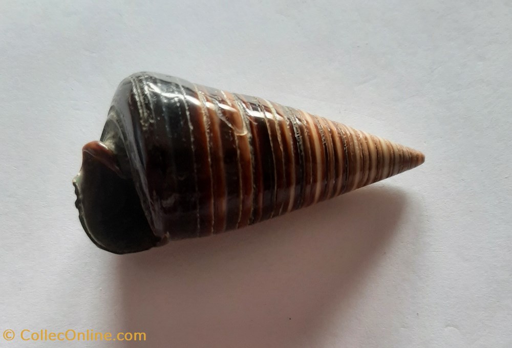Cerithium Telescopium conchas y fosiles gastropoda cerithium telescopium