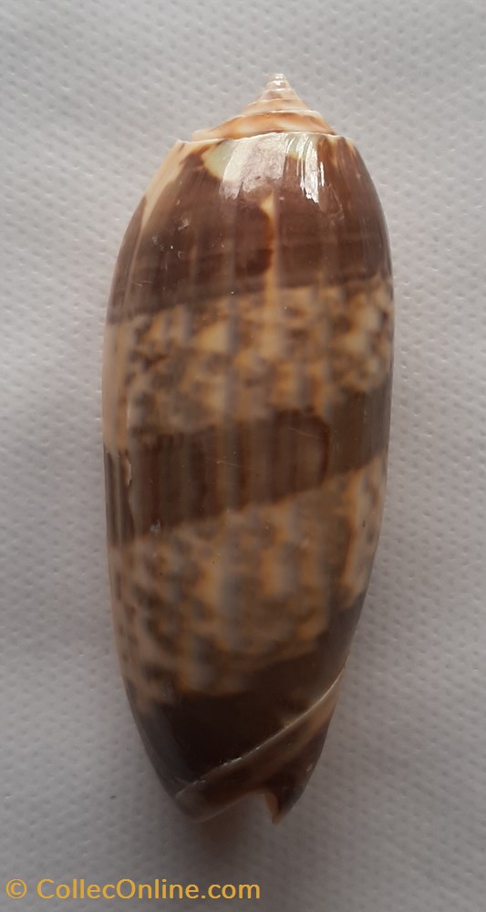 Oliva Bulbosa conchas y fosiles gastropoda oliva bulbosa