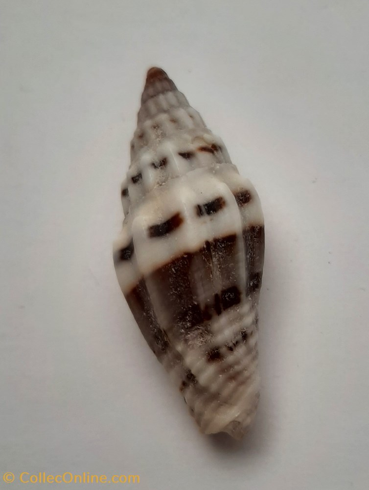 Vexilium Plicarium conchas y fosiles gastropoda vexilium plicarium