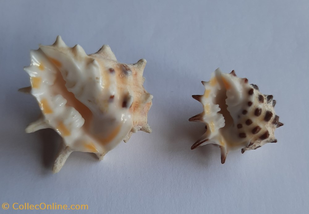 conchas y fosiles gastropoda drupa ricinus arachnoides