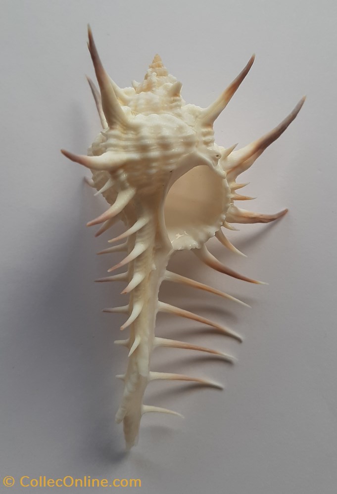 Murex Nigrispinosus conchas y fosiles gastropoda murex nigrispinosus