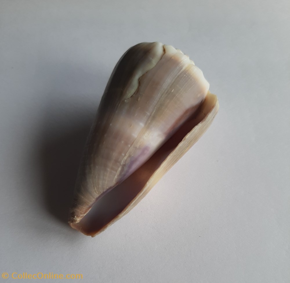 Conus lividus conchas y fosiles conus lividus