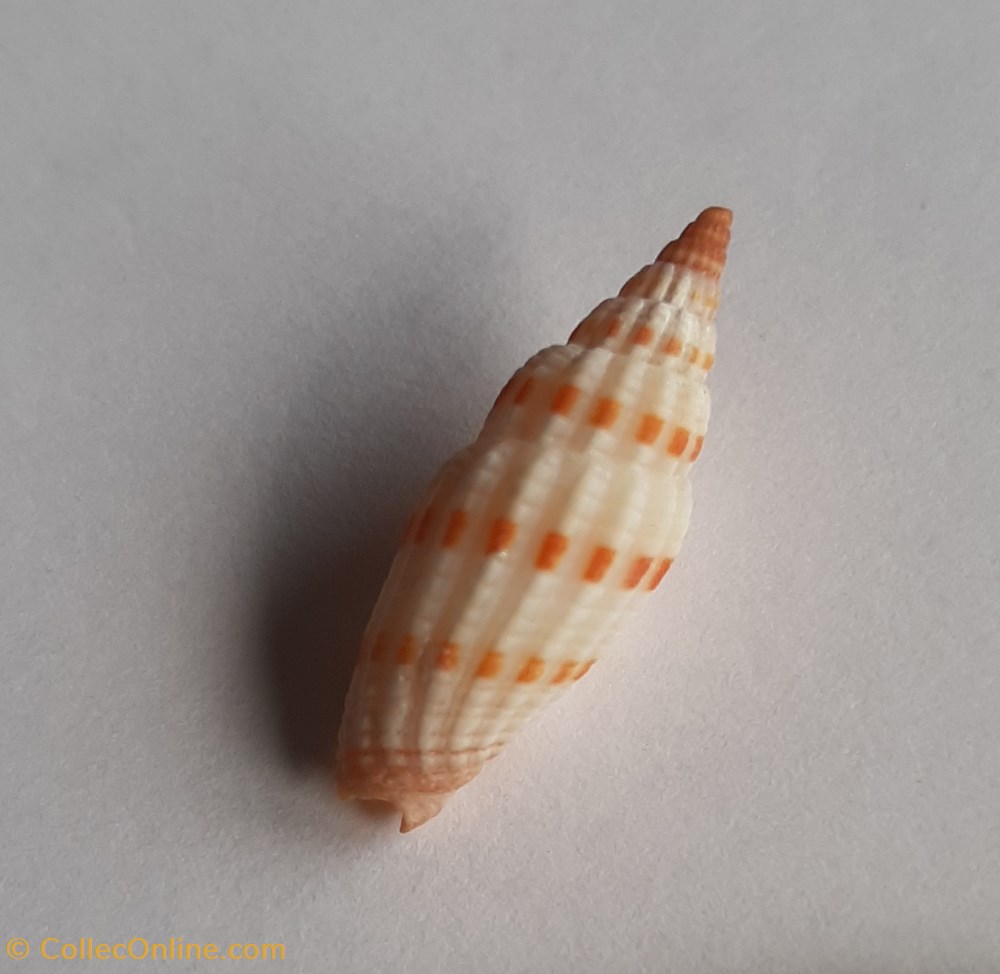 Vexilium sanguisugum conchas y fosiles gastropoda vexilium sanguisugum
