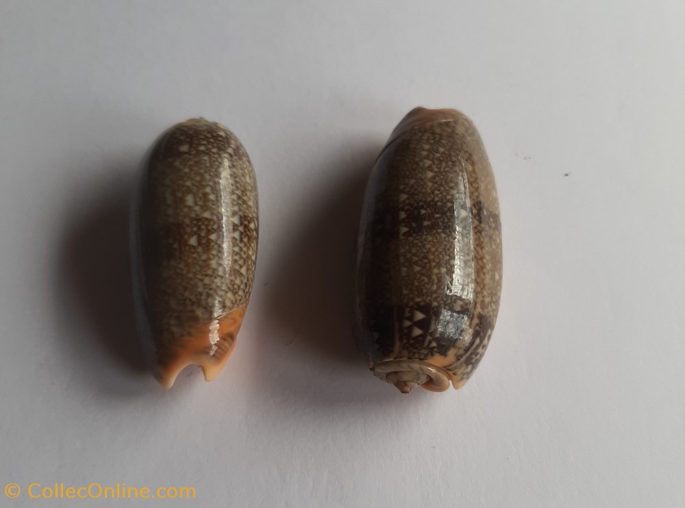 Oliva reticulata conchas y fosiles gastropoda oliva reticulata