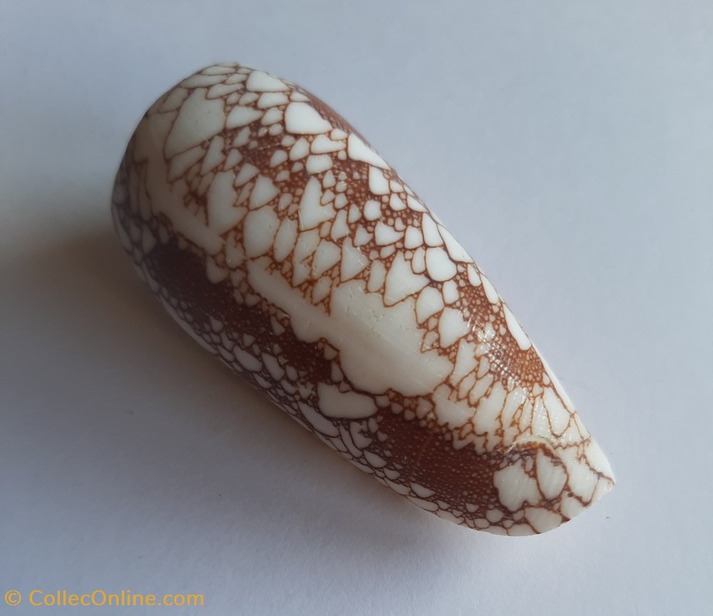 Conus omaria conchas y fosiles gastropoda conus omaria