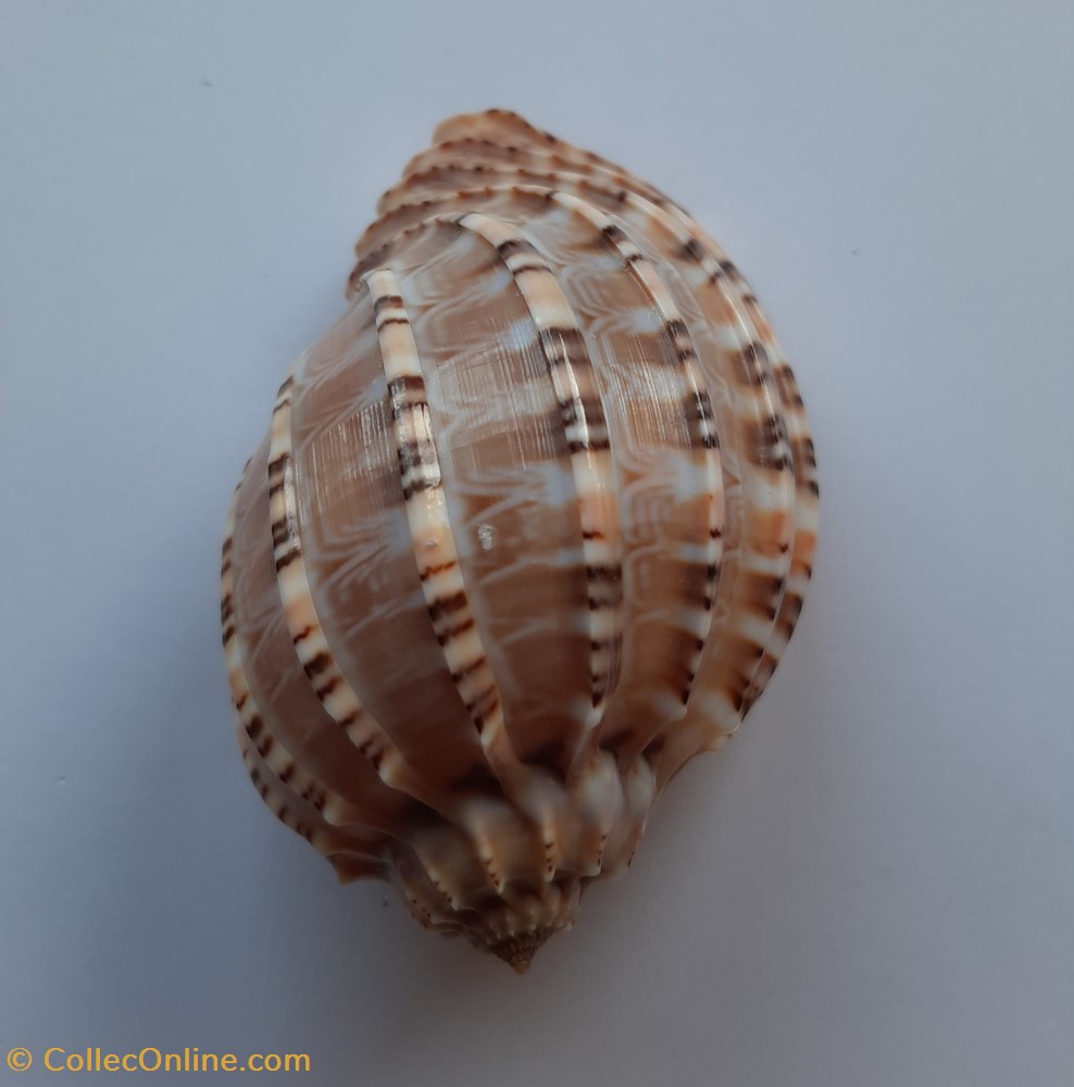 Harpa Major conchas y fosiles gastropoda harpa major