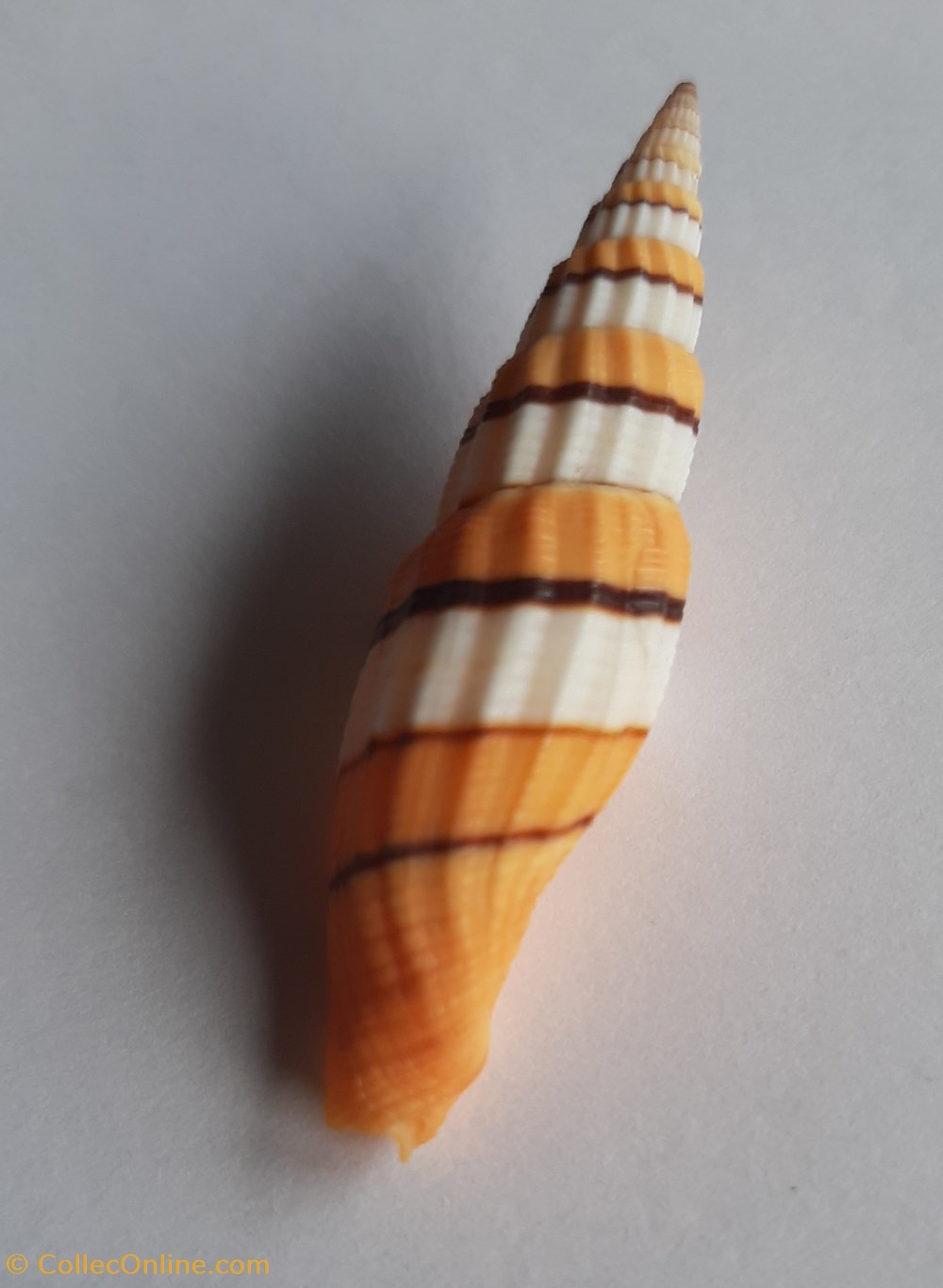 conchas y fosiles gastropoda vexilium citrinum