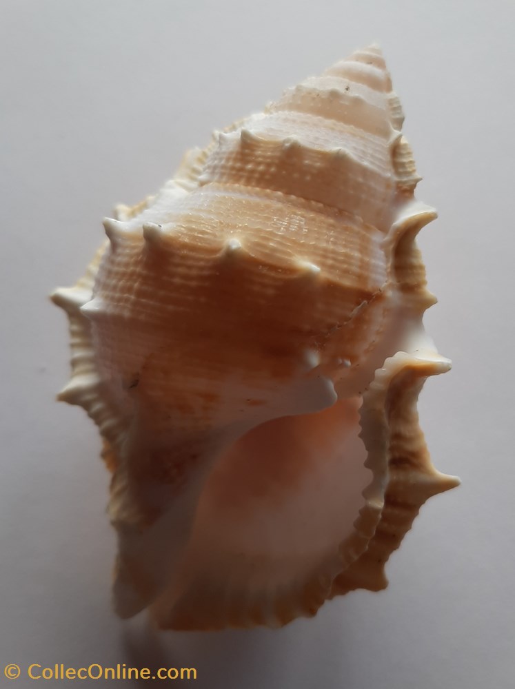 conchas y fosiles gastropoda bursa awatii
