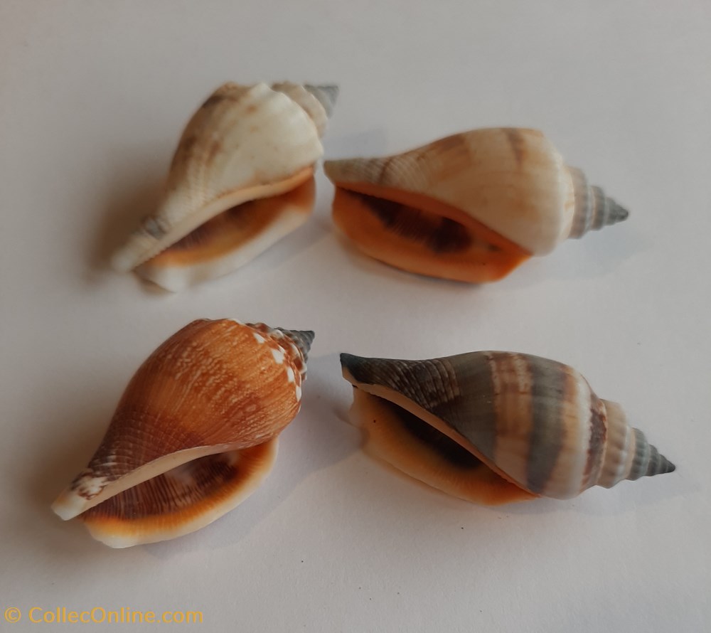 Strombus urceus conchas y fosiles gastropoda strombus urceus