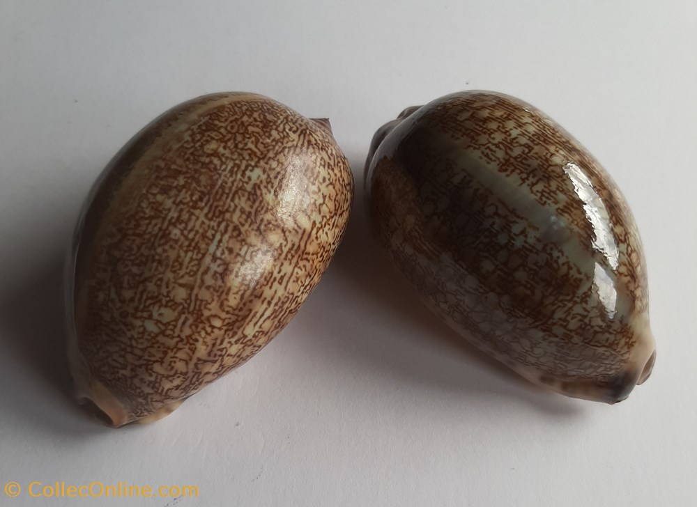 conchas y fosiles gastropoda mauritia arabica