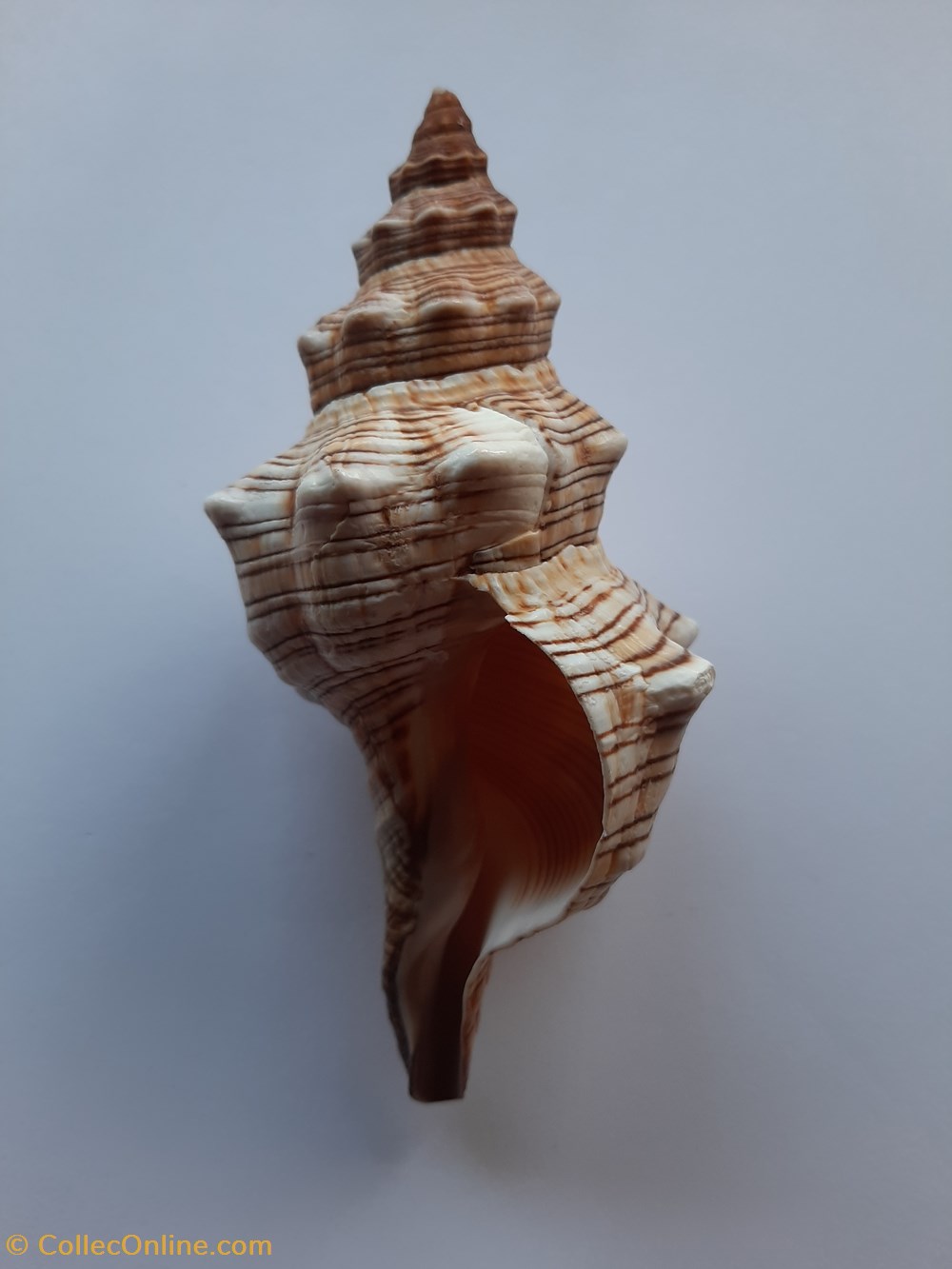 conchas y fosiles gastropoda pleuroploca trapezium