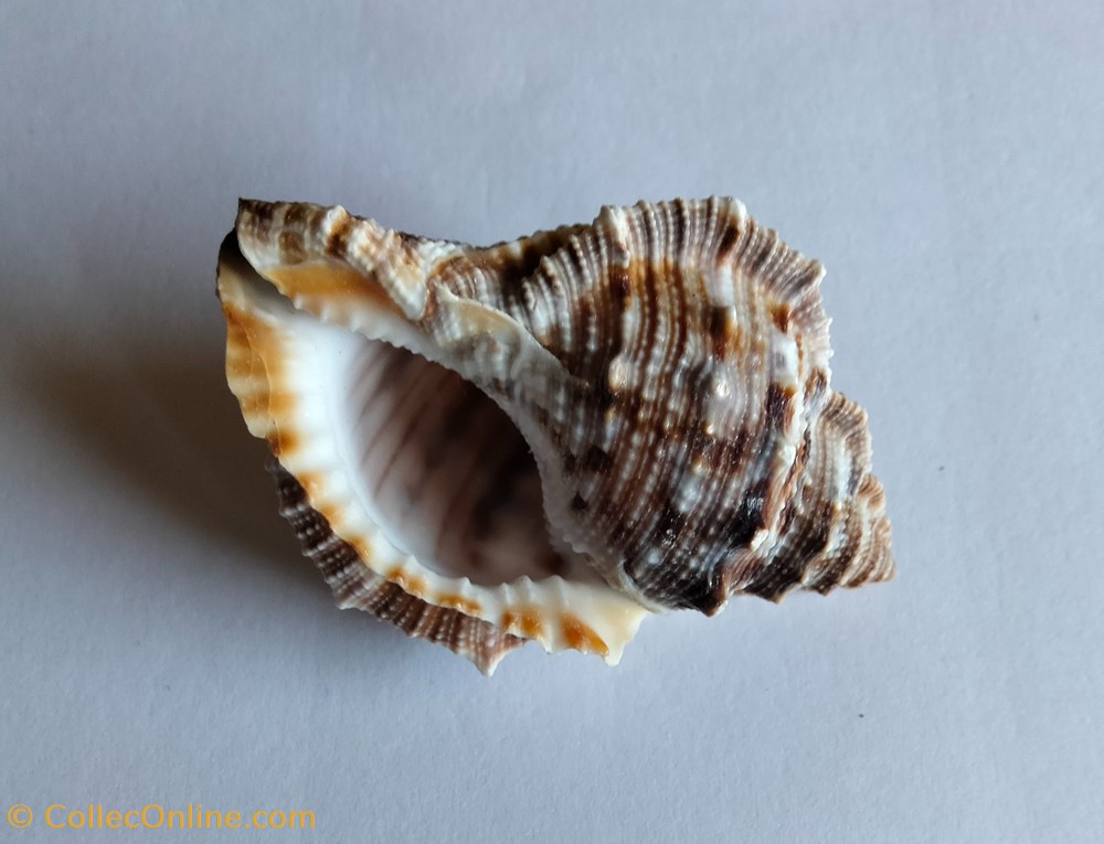 conchas y fosiles gastropoda bufonaria cavitensis