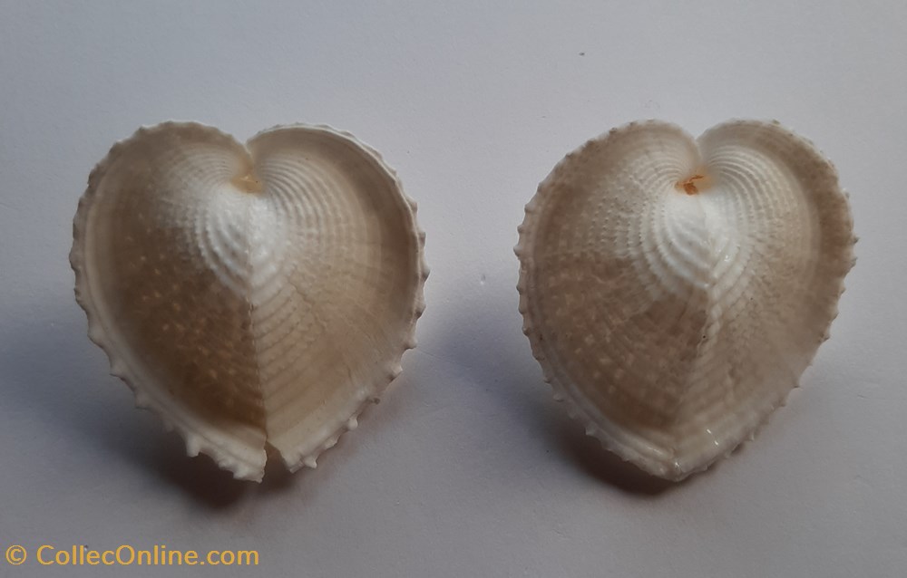 Corculum Cardissa conchas y fosiles bivalvia corculum cardissa