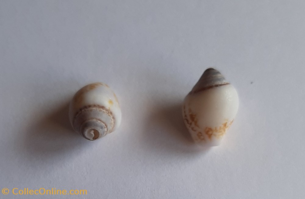Columbella rustica conchas y fosiles gastropoda columbella rustica