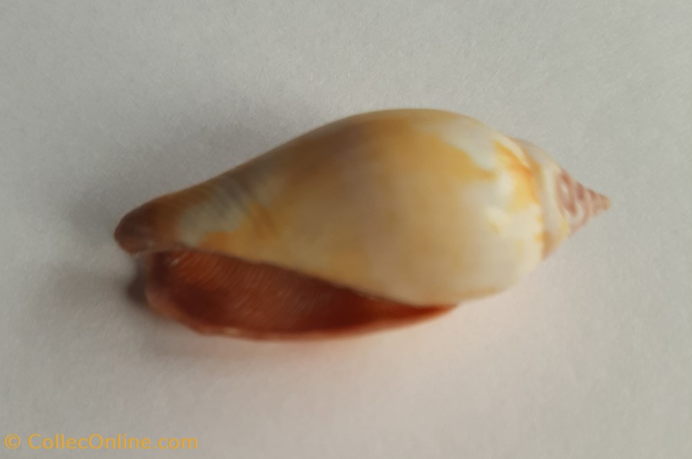 Strombus fragilis conchas y fosiles gastropoda strombus fragilis