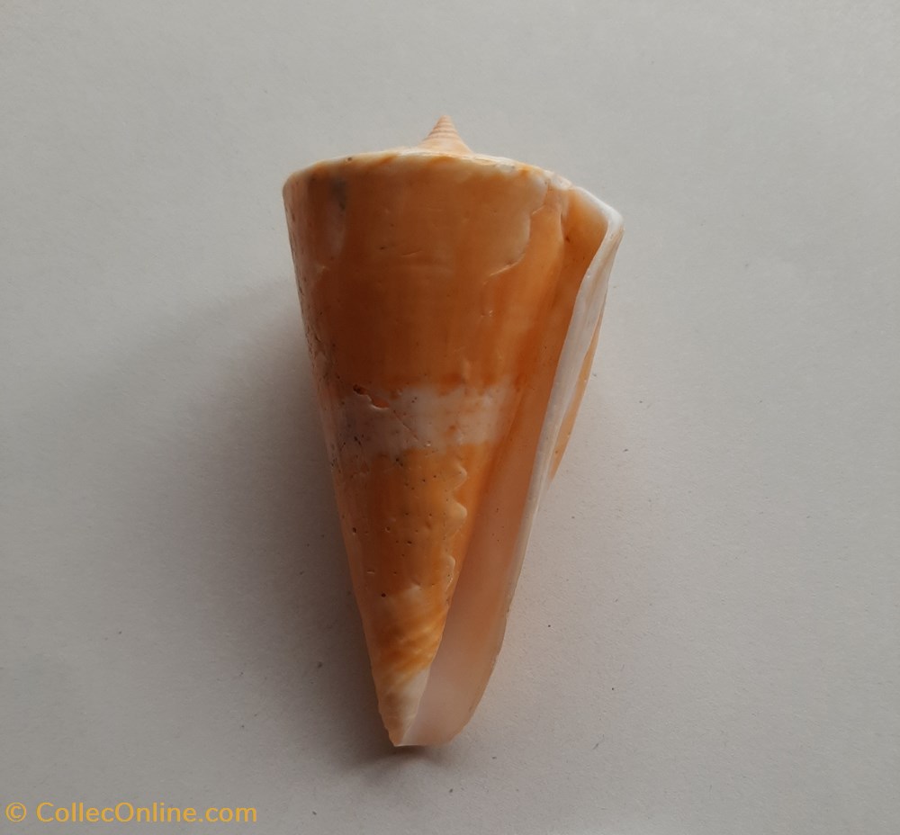 Conus voluminalis conchas y fosiles conus voluminalis