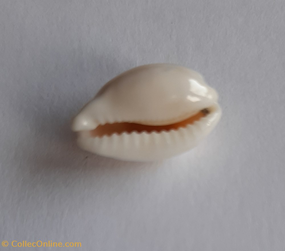 Cypraea clandestina Passerina conchas fosiles gastropoda cypraea clandestina passerina