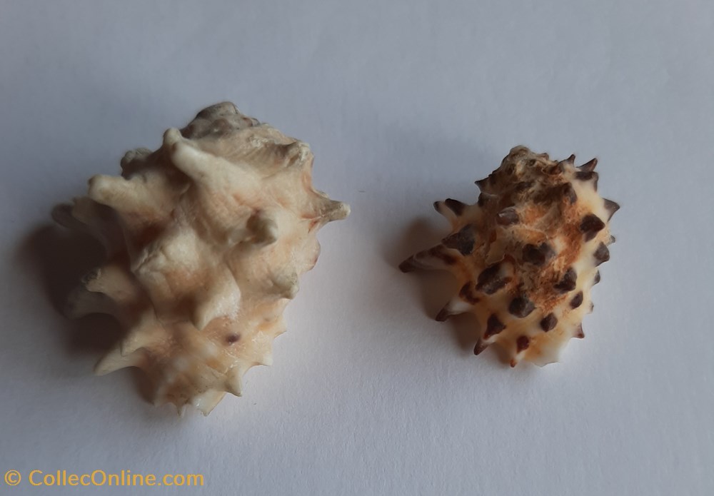 conchas y fosiles gastropoda drupa ricinus arachnoides