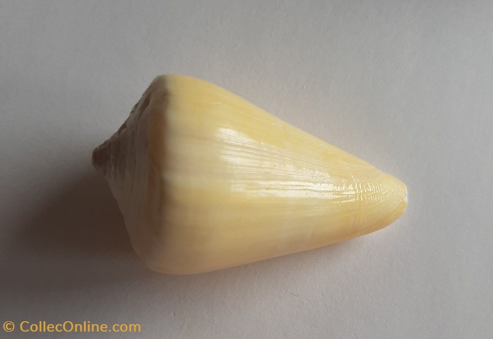 Conus quercinus conchas y fosiles conus quercinus