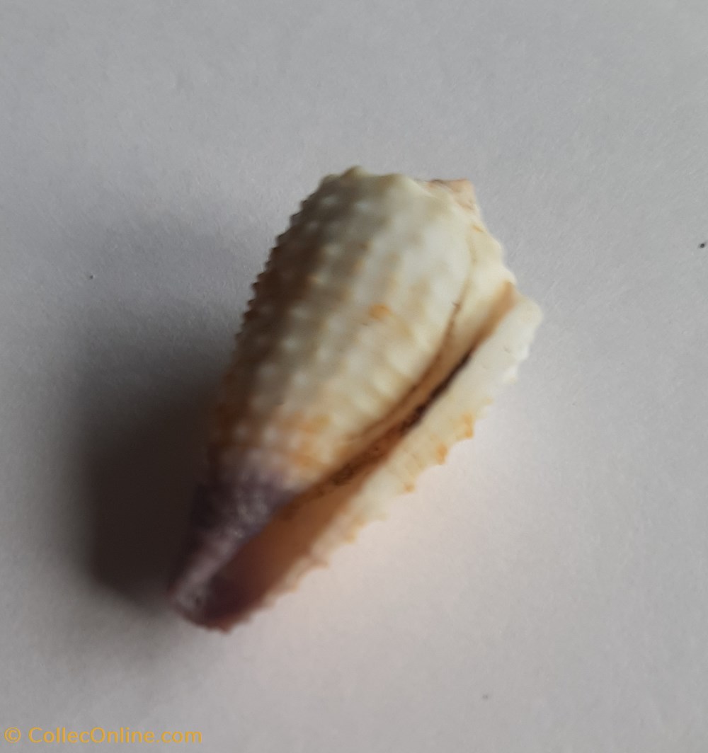 Conus muriculatus conchas y fosiles gastropoda conus muriculatus