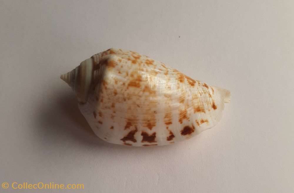 conchas y fosiles gastropoda conomurex decorus