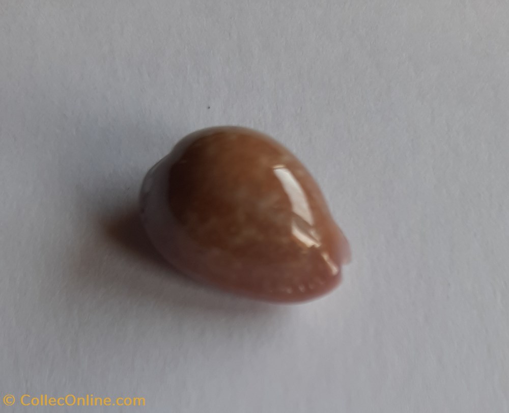 conchas fosiles gastropoda cypraea poraria