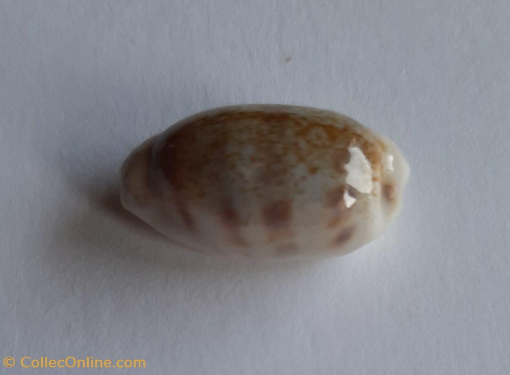Cypraea pallidula conchas fosiles gastropoda cypraea pallidula