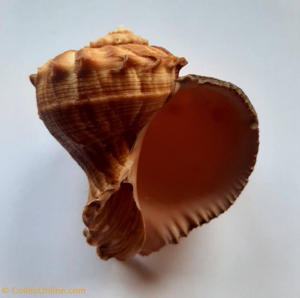 Rapana Rapiformis conchas y fosiles gastropoda rapana rapiformis