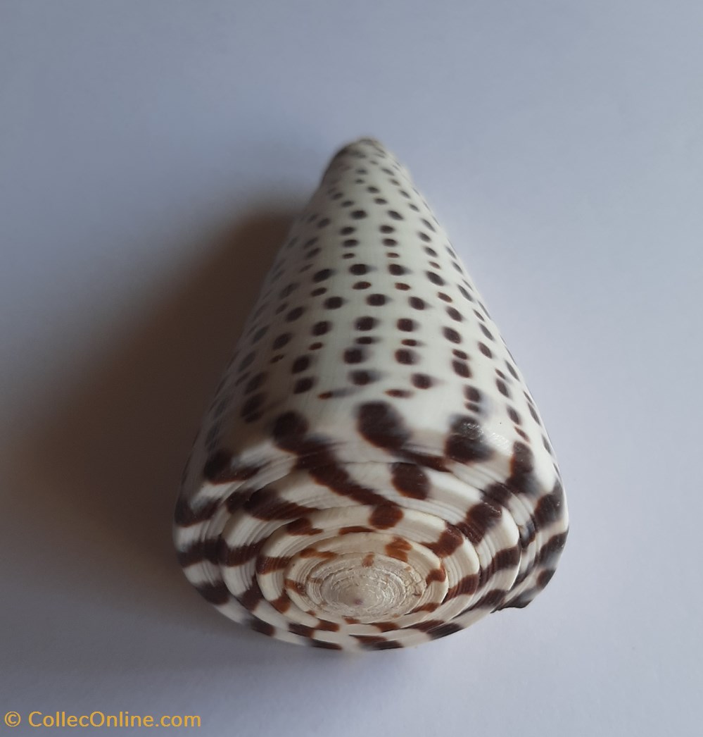 Conus leopardus conchas y fosiles gastropoda conus leopardus