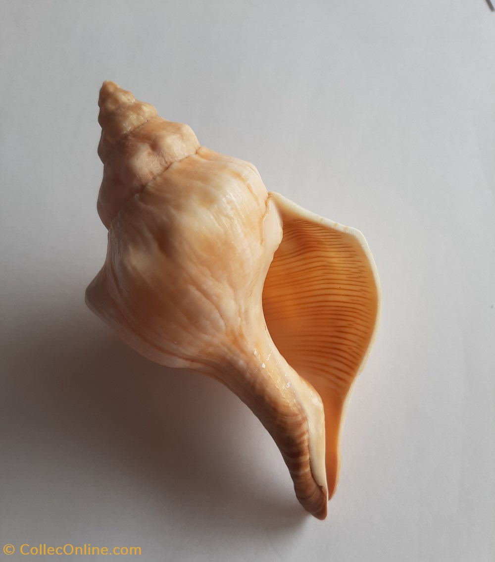 conchas y fosiles gastropoda fasciolaria trapezium