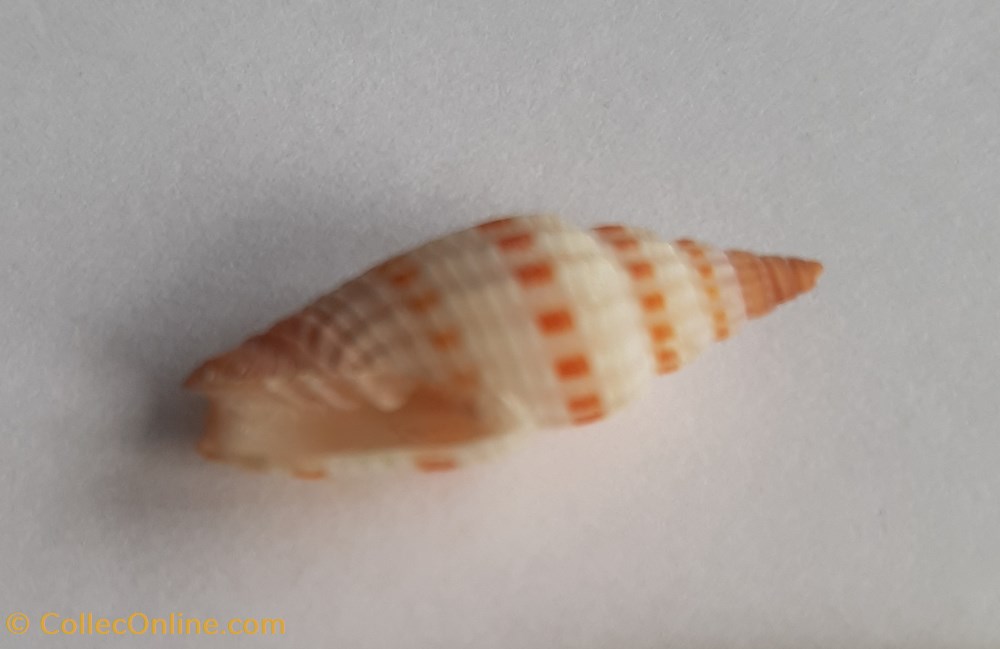 Vexilium sanguisugum conchas y fosiles gastropoda vexilium sanguisugum