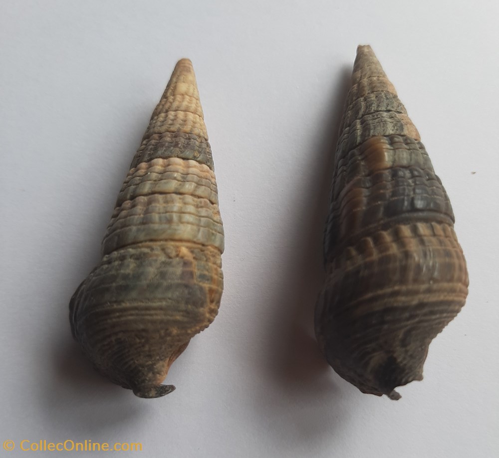 Cerithium bulla conchas y fosiles gastropoda cerithium bulla