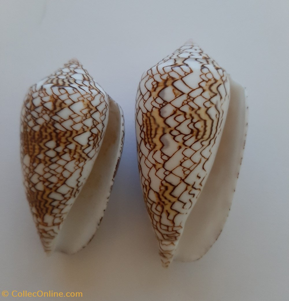 Conus textile conchas y fosiles conus textile