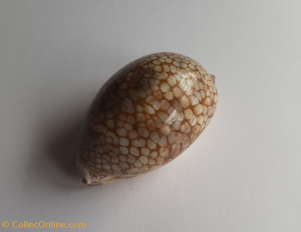 conchas y fosiles gastropoda mauritia histrio
