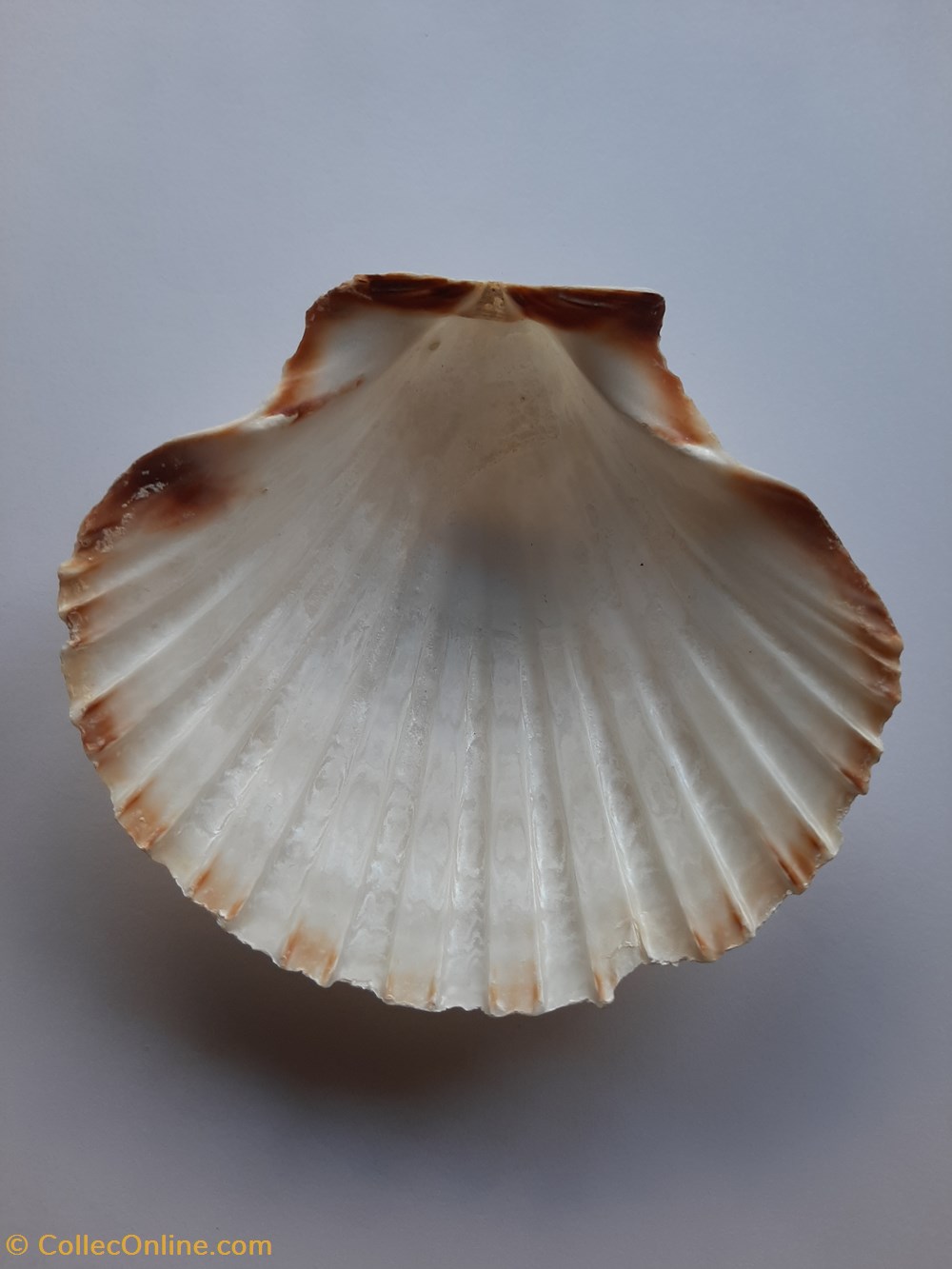 Vieira conchas y fosiles bivalvia vieira