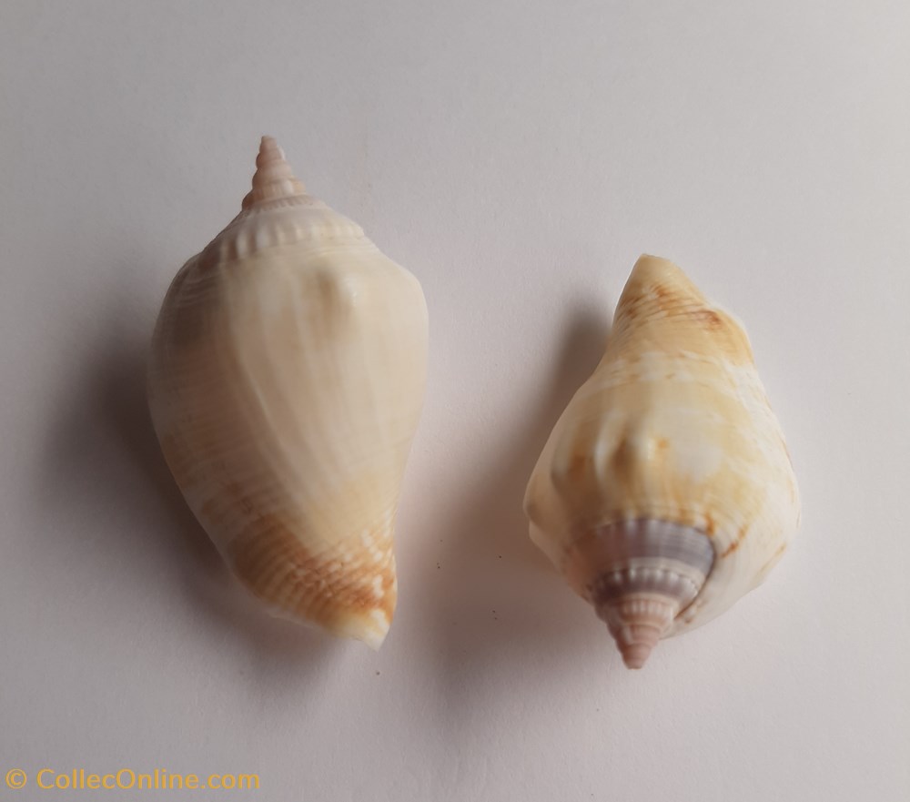 conchas y fosiles gastropoda margitrombus marginatus