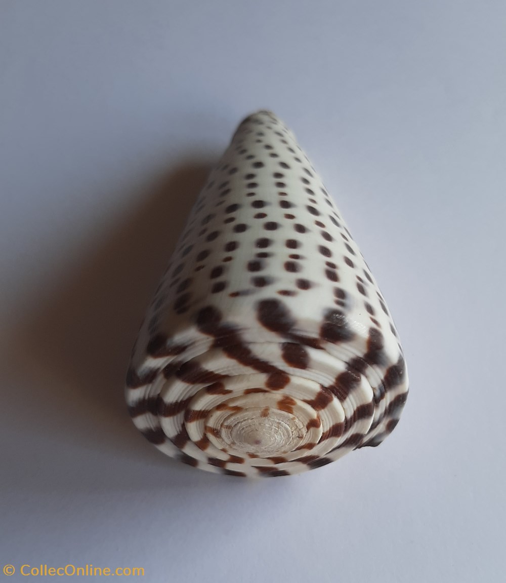 Conus leopardus conchas y fosiles conus leopardus