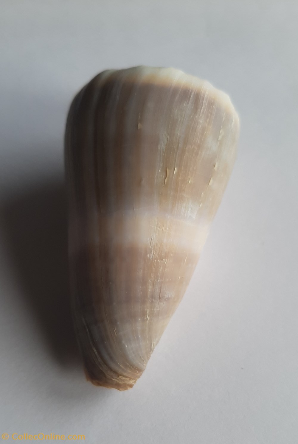 Conus lividus conchas y fosiles gastropoda conus lividus