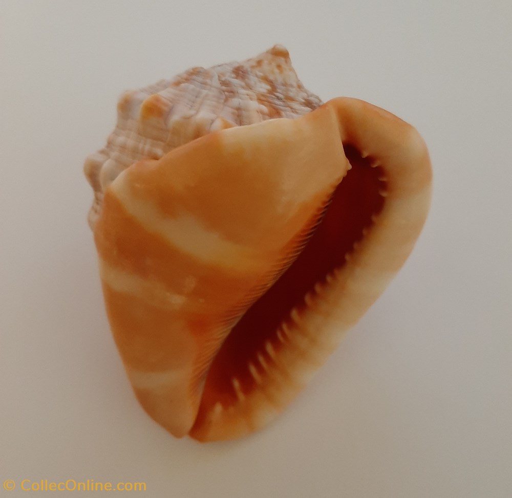 Cypraecassis Rufa conchas fosiles gastropoda cypraecassis rufa