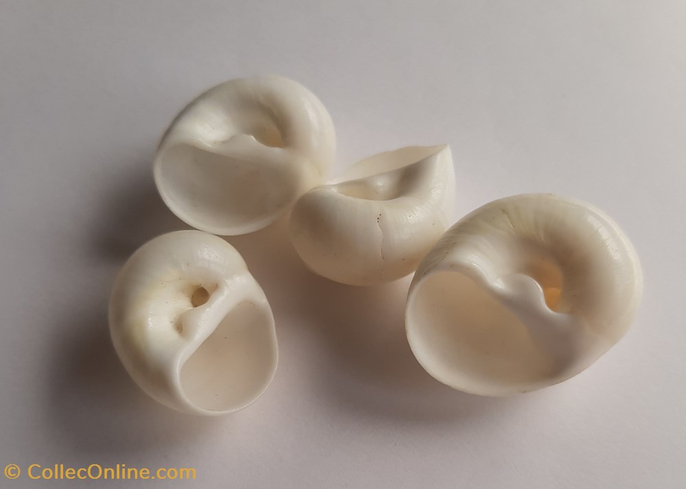 Polinices candidissimus conchas y fosiles gastropoda polinices candidissimus