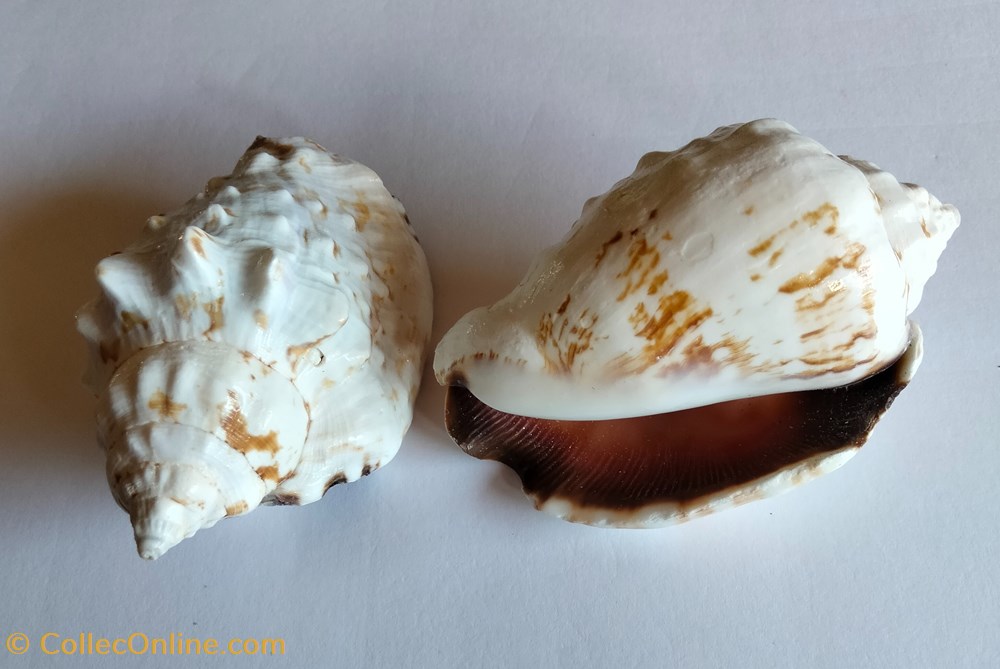 Lentigo pipus conchas y fosiles gastropoda lentigo pipus
