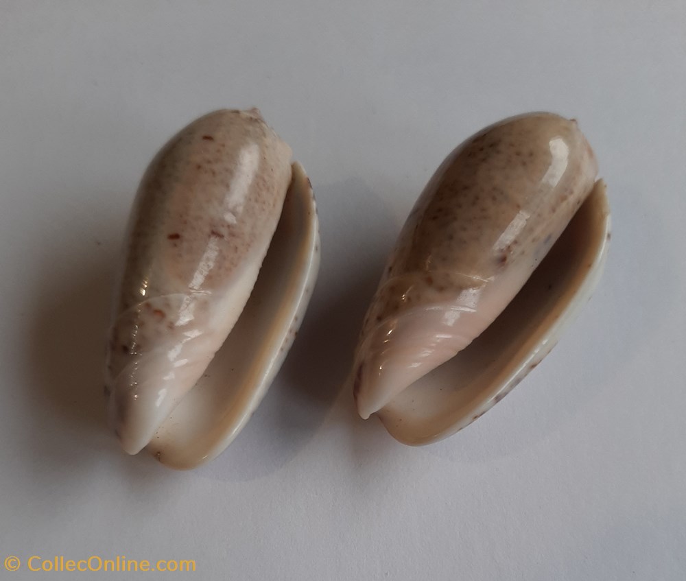 Oliva incrassata conchas y fosiles gastropoda oliva incrassata