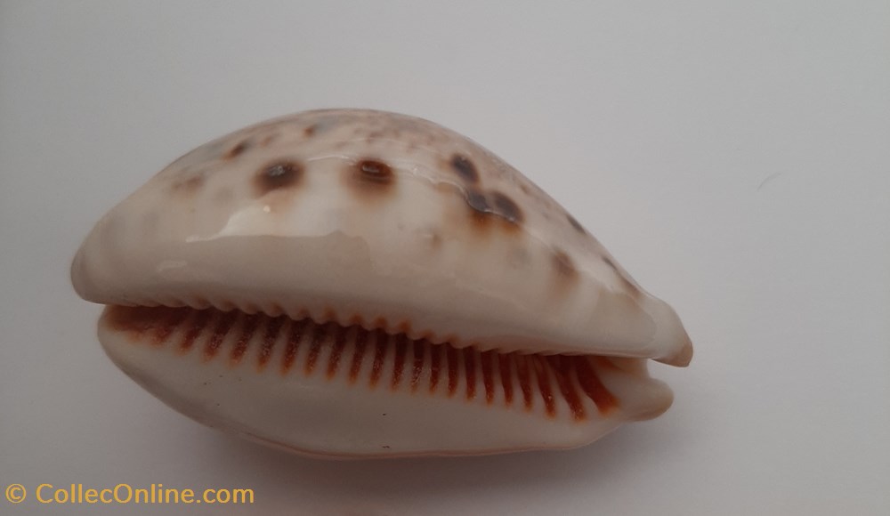 Cypraea lyncina Linx conchas fosiles gastropoda cypraea lyncina linx