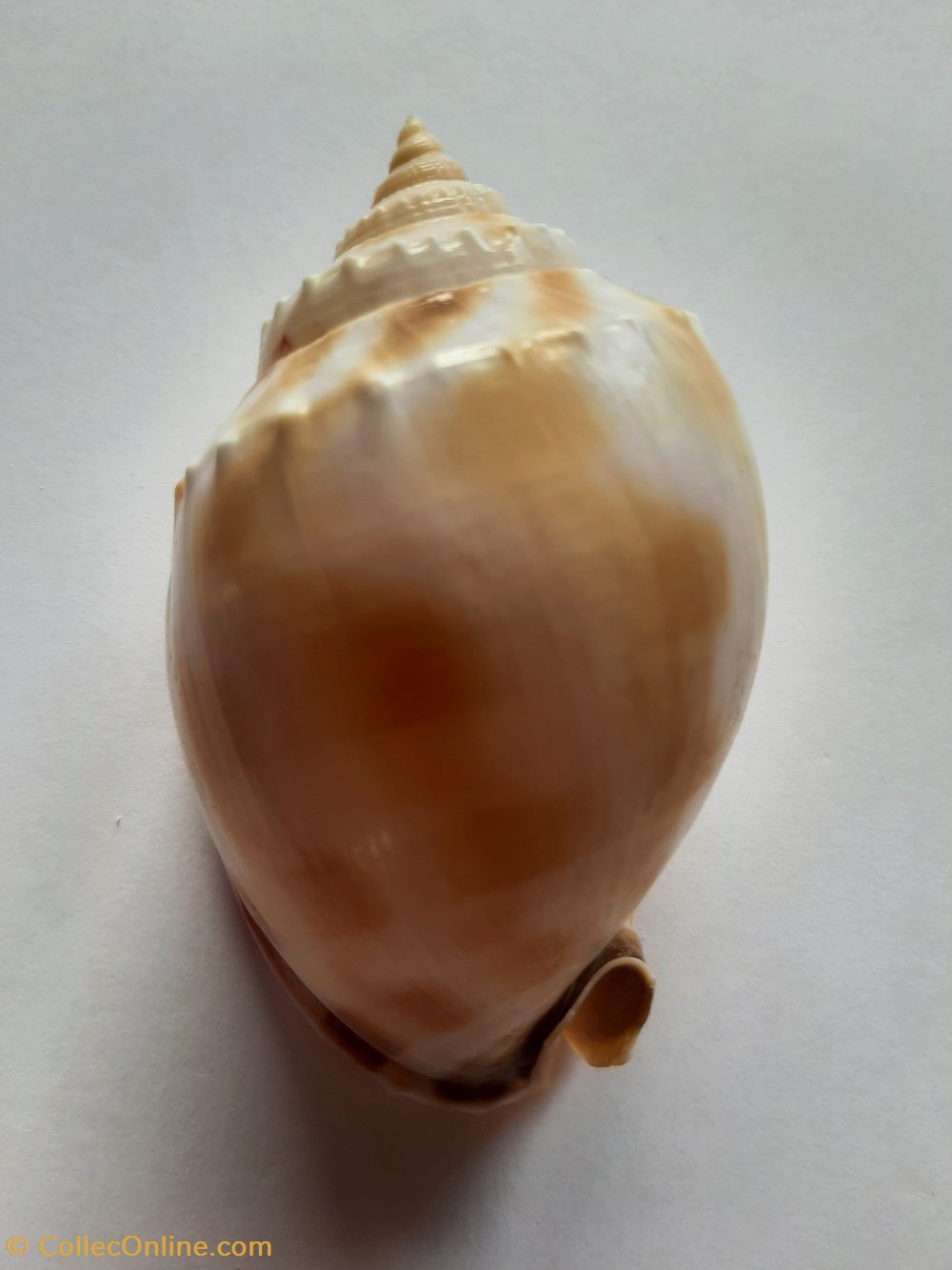 conchas y fosiles gastropoda semicassis saburon
